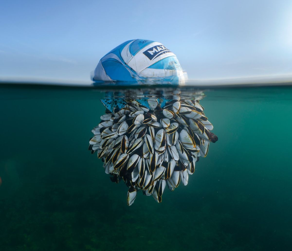 British Wildlife Photography Awards 2024 winners announced