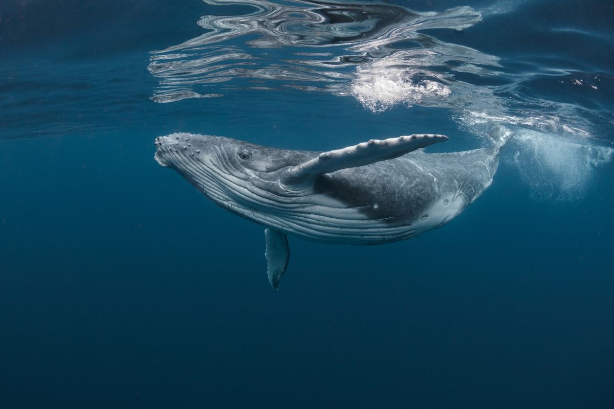 Marine biologists ‘talk’ to humpback whale, call it ‘breakthrough’