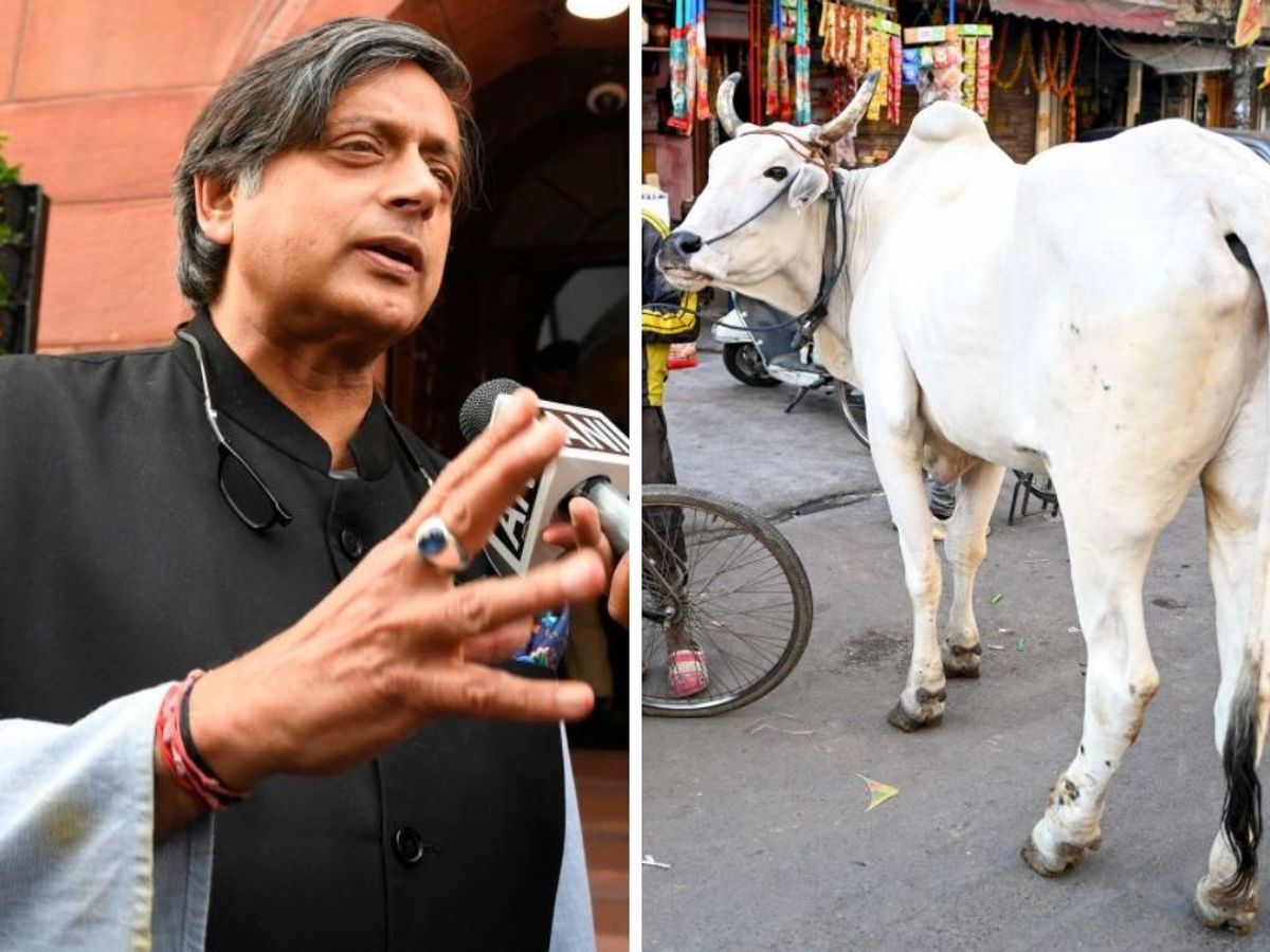 Shashi Tharoor and an Indian cow