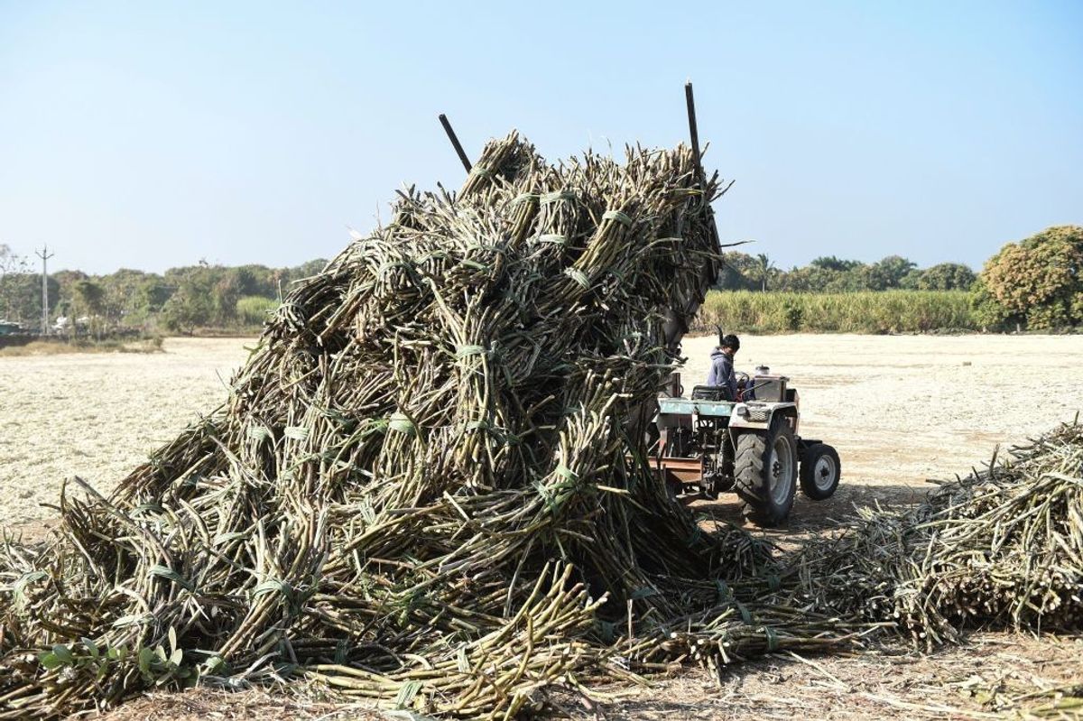 Sugarcane