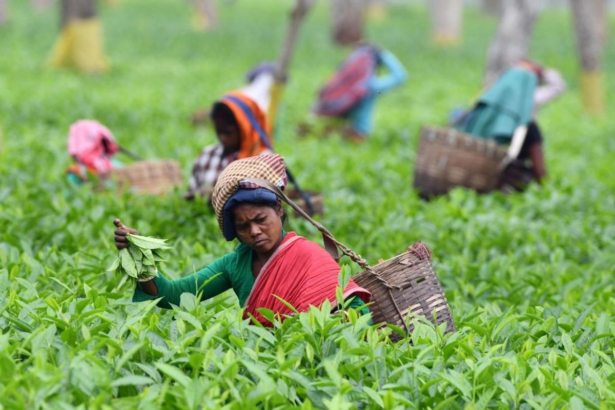 Tea workers at a garden in Assam in northeast India