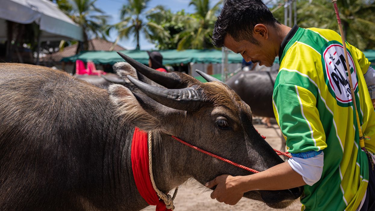 Thailand buffalo beauty pageant