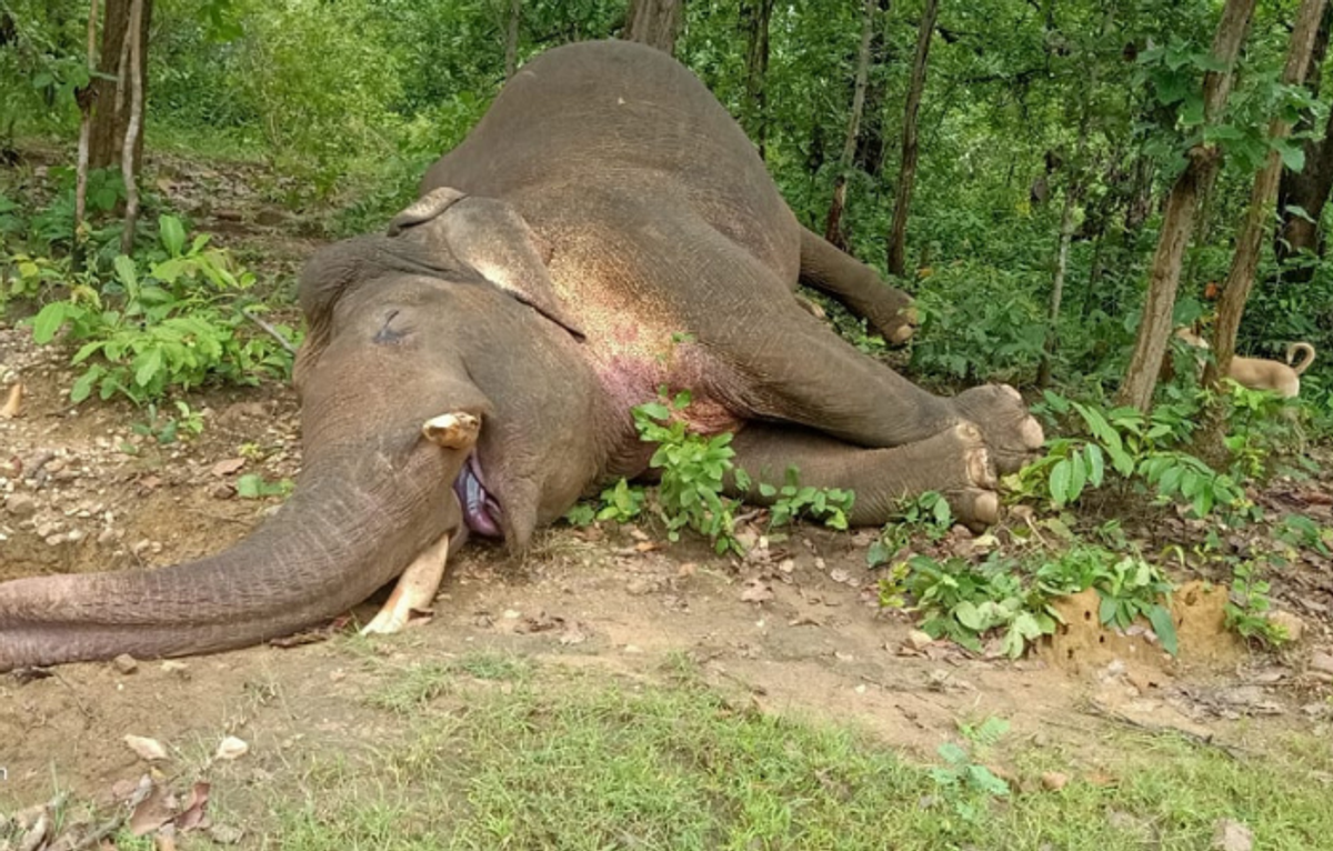 An elephant crisis silently unfolds in Odisha during pandemic
