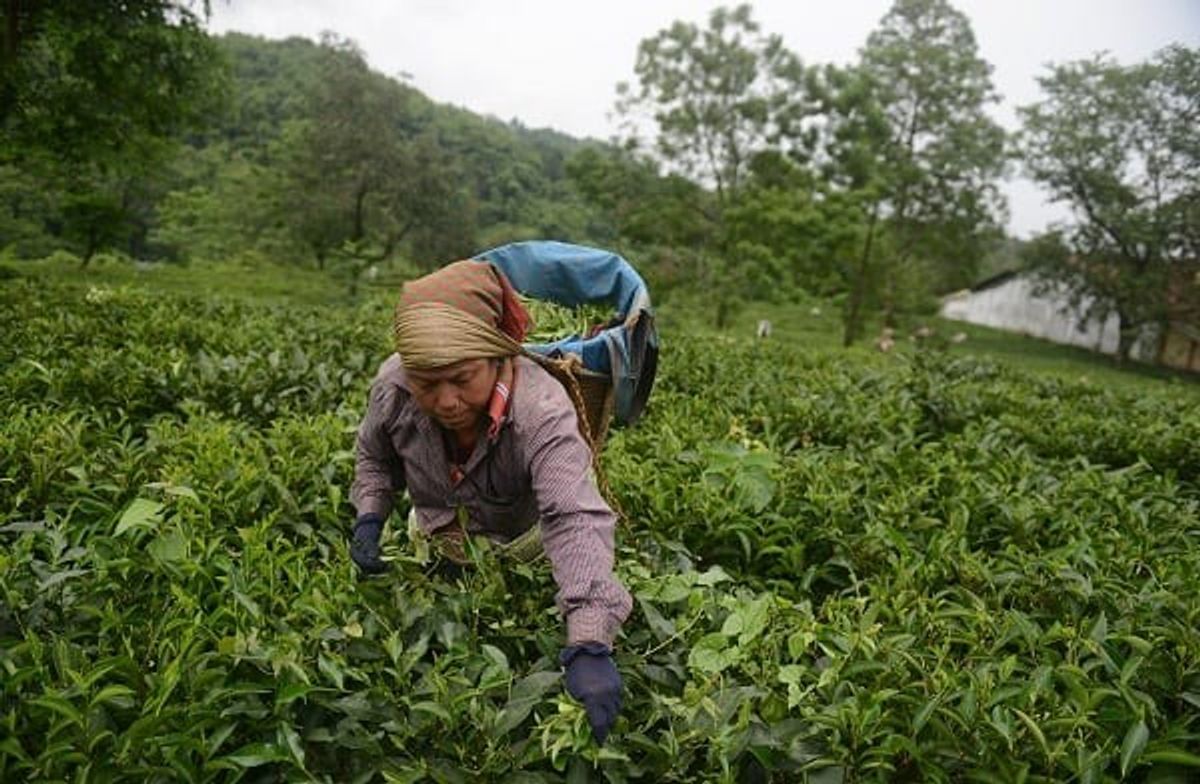 Unilever Reveals Global Tea Suppliers In Drive For Slave-Free Sourcing