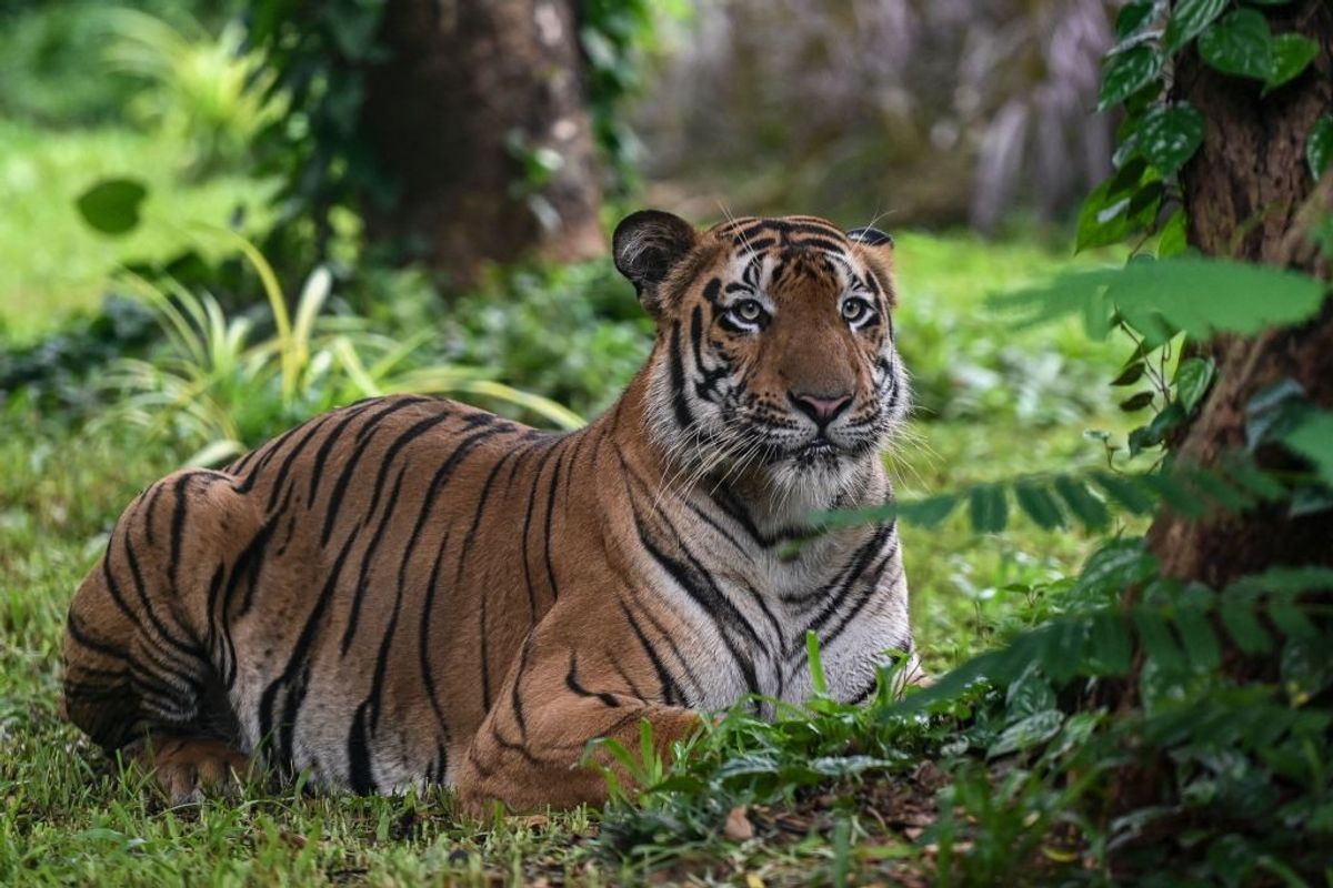 Tiger