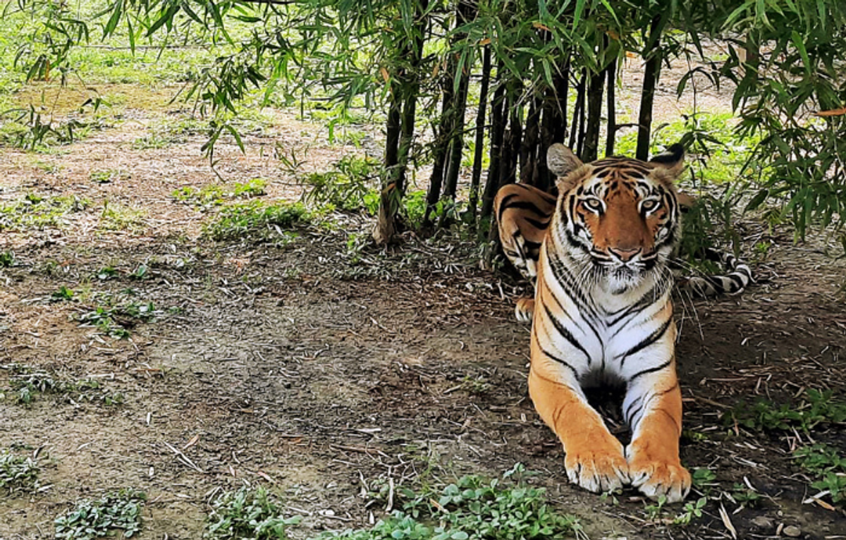Tiger