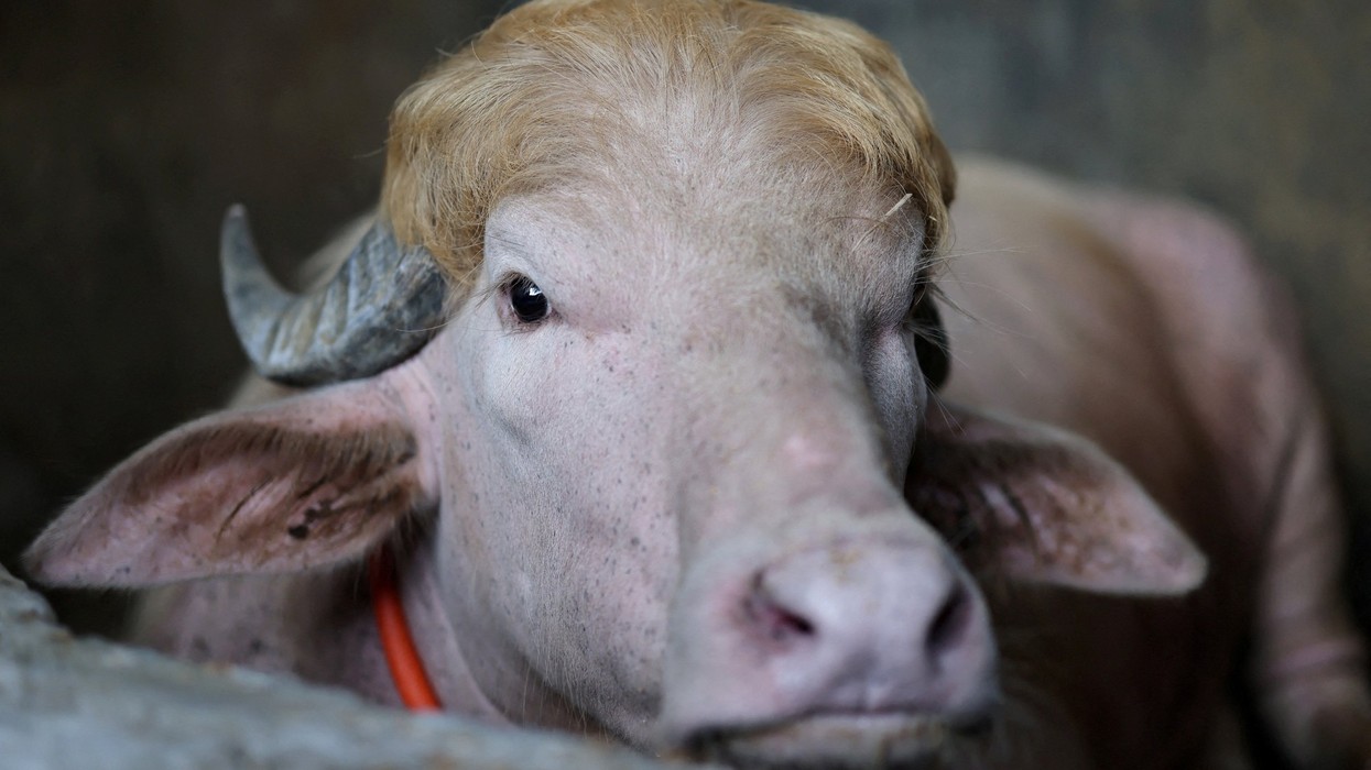 Trump-Named Buffalo