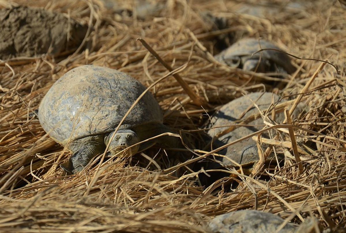 turtles