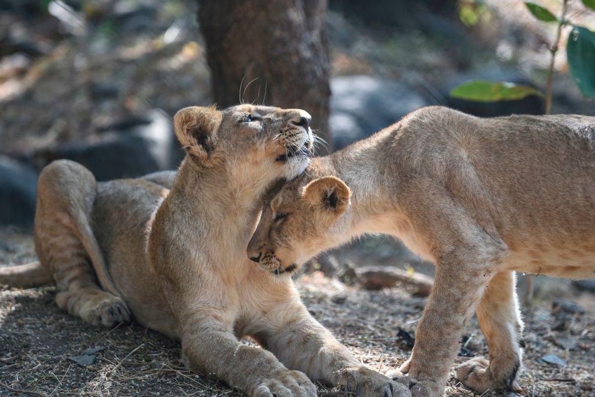 Two Asiatic lions in Gir forest in India's Gujarat