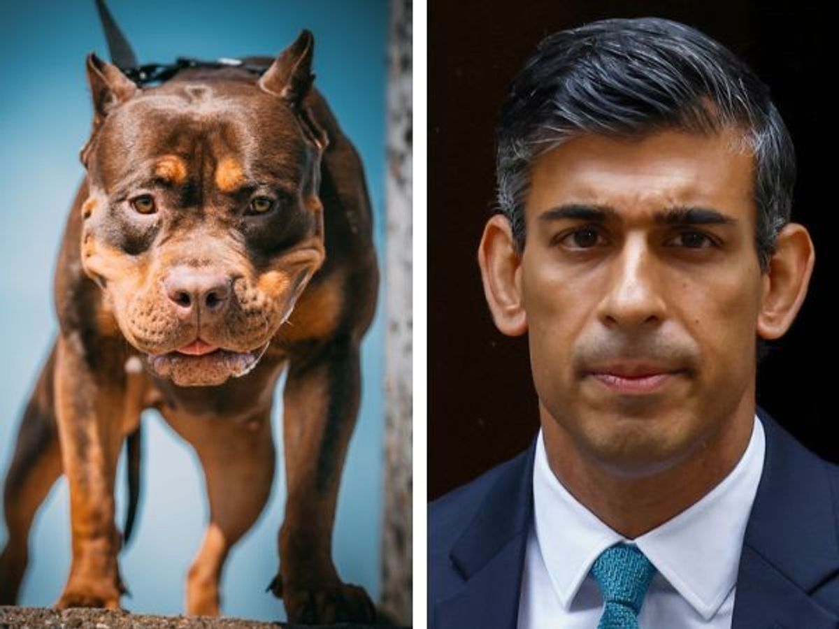 UK PM Rishi Sunak wants to ban dangerous dog breed American XL Bully