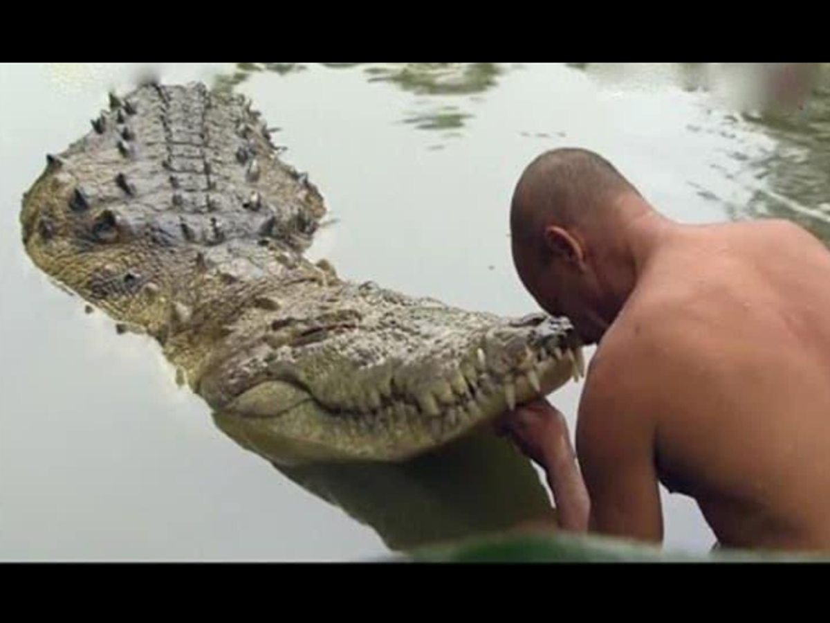 'Vegetarian' Babiya 'blesses' a devotee.