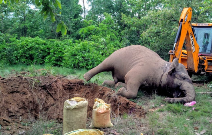 An elephant crisis silently unfolds in Odisha during pandemic