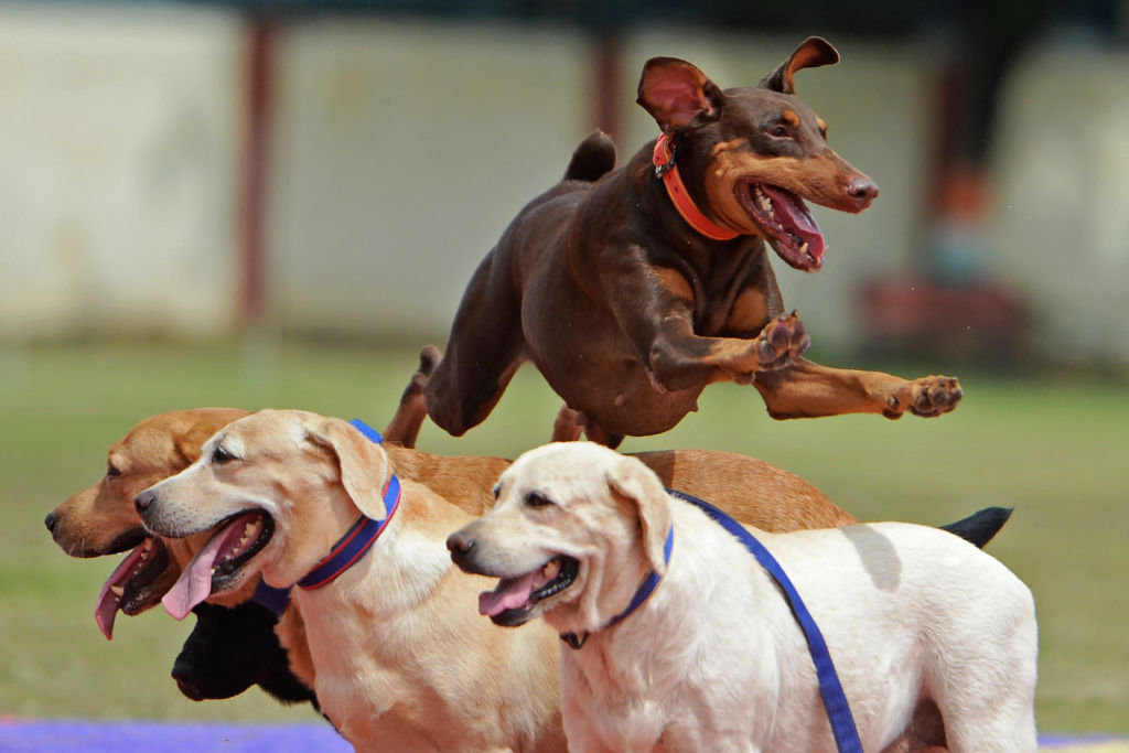 In pictures: India celebrates 75 years of Independence with fanfare