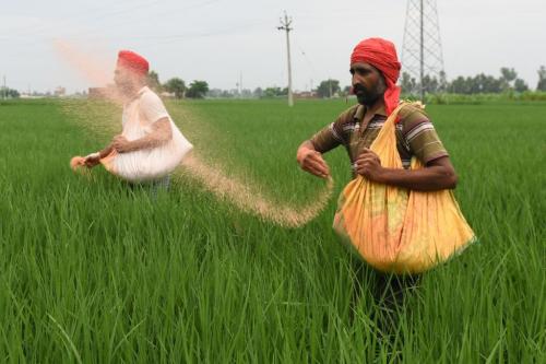 Farmers throw fertiliser in a paddy field at Miyadi Kalan village, located some 35 kilometres from Amritsar in Punjab on August 6, 2021. (Photo by NARINDER NANU/AFP via Getty Images)